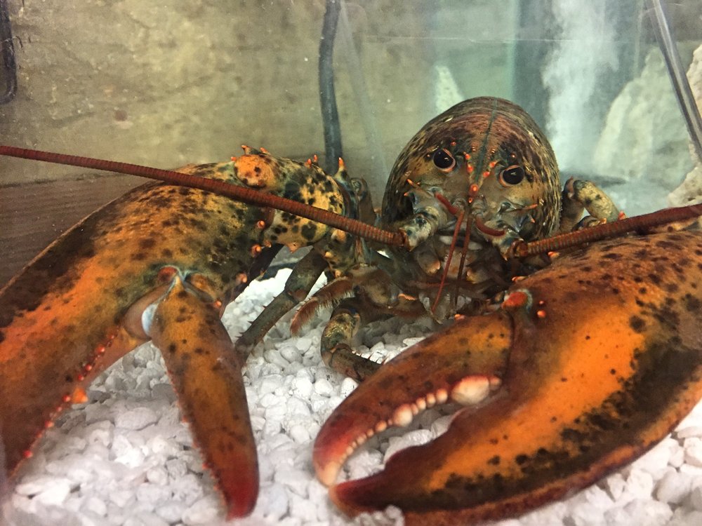 American Lobster