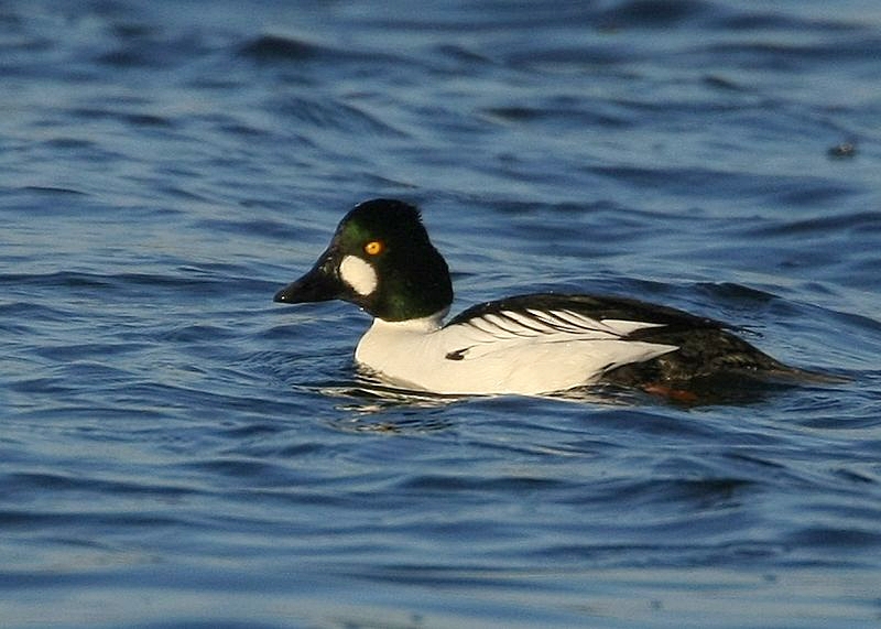 Common Goldeneye duck