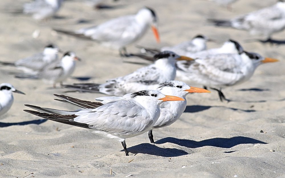 Royal Terns