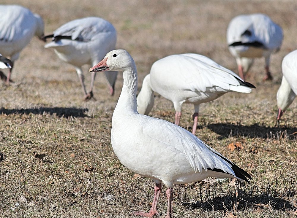 Snow Goose