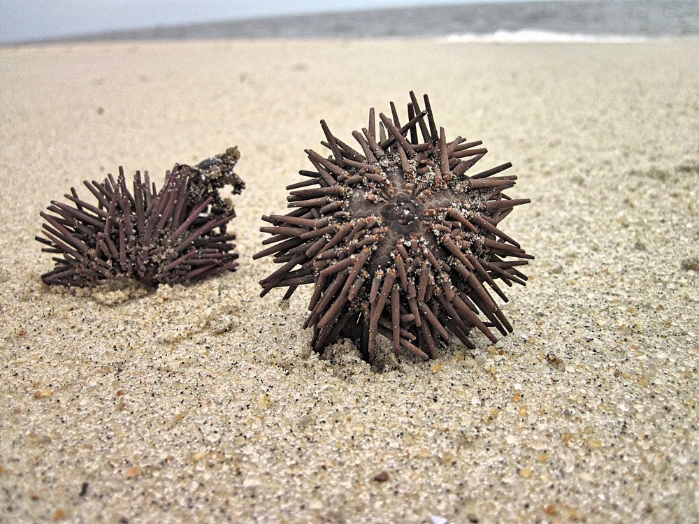 Purple Sea Urchin (washed up)