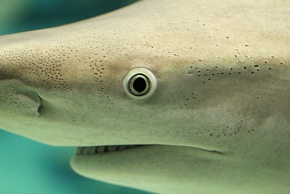 Sandbar Shark (Copy)