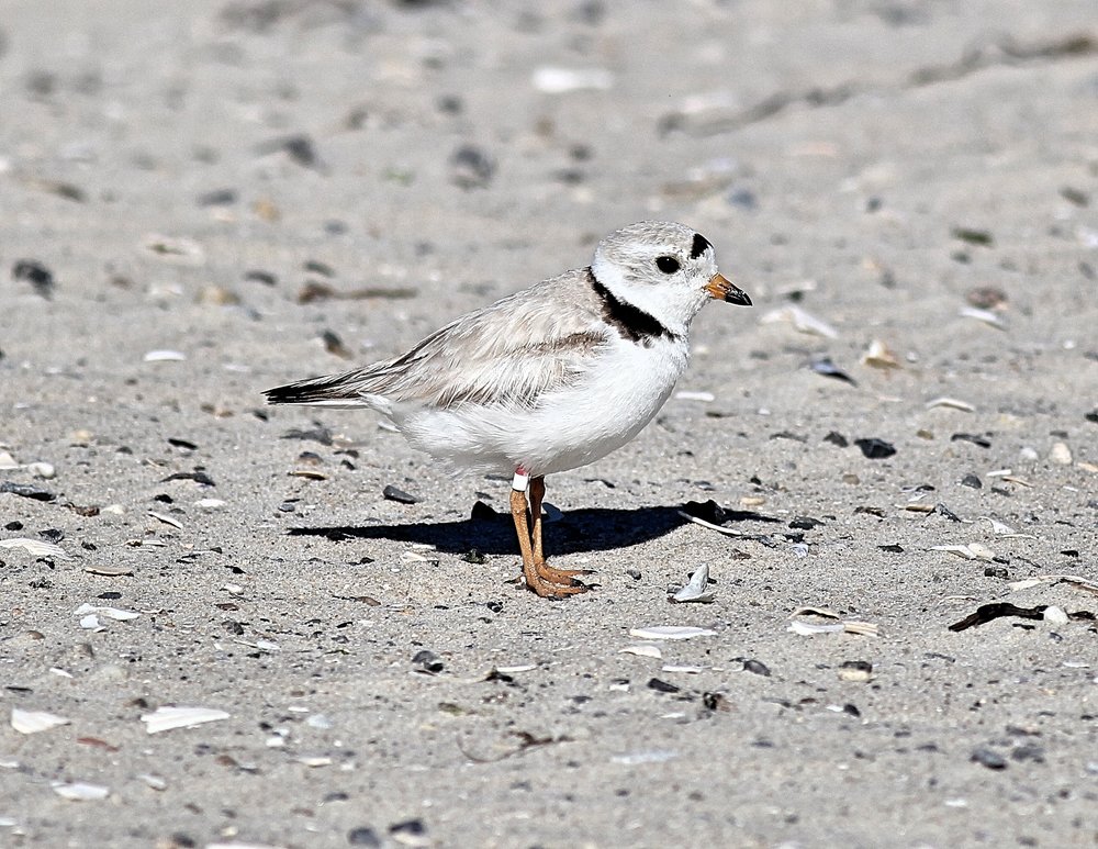 Piping Plover (Copy)