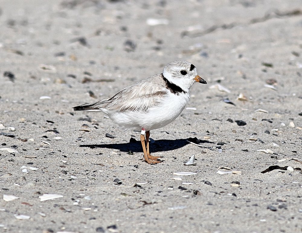 Piping Plover