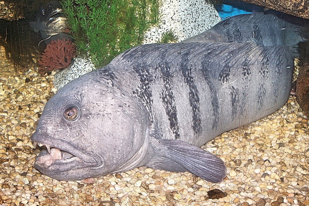 Atlantic Wolffish