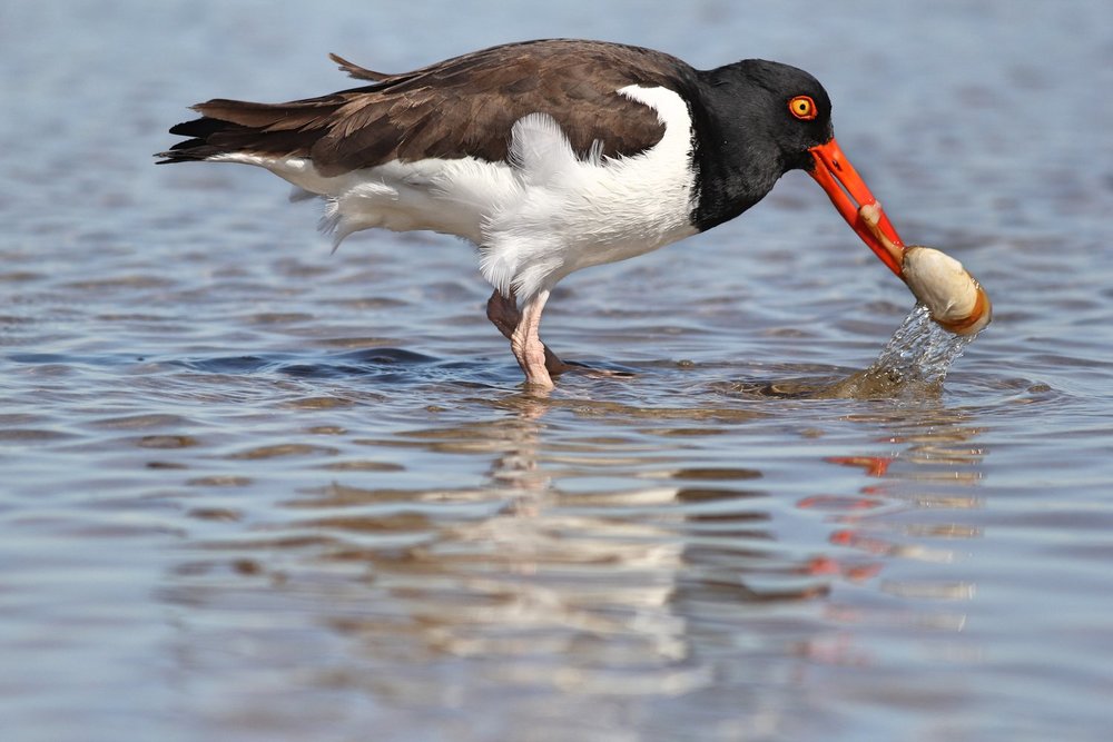 American Oystercatcher