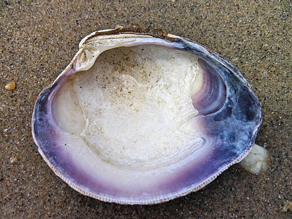 Hard clam or Quahog