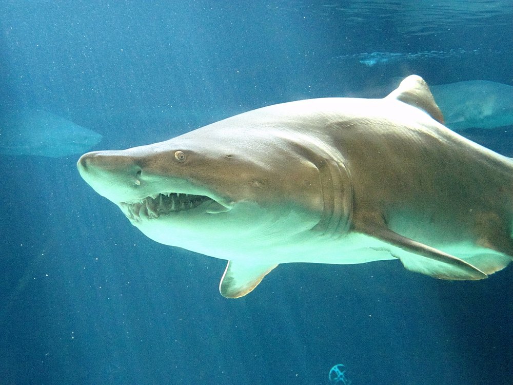 Sand Tiger Shark