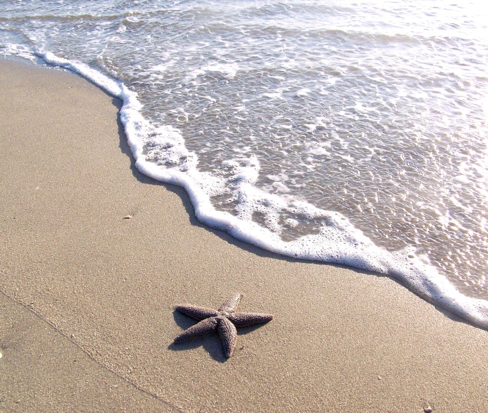 Forbes’ sea star (Copy)