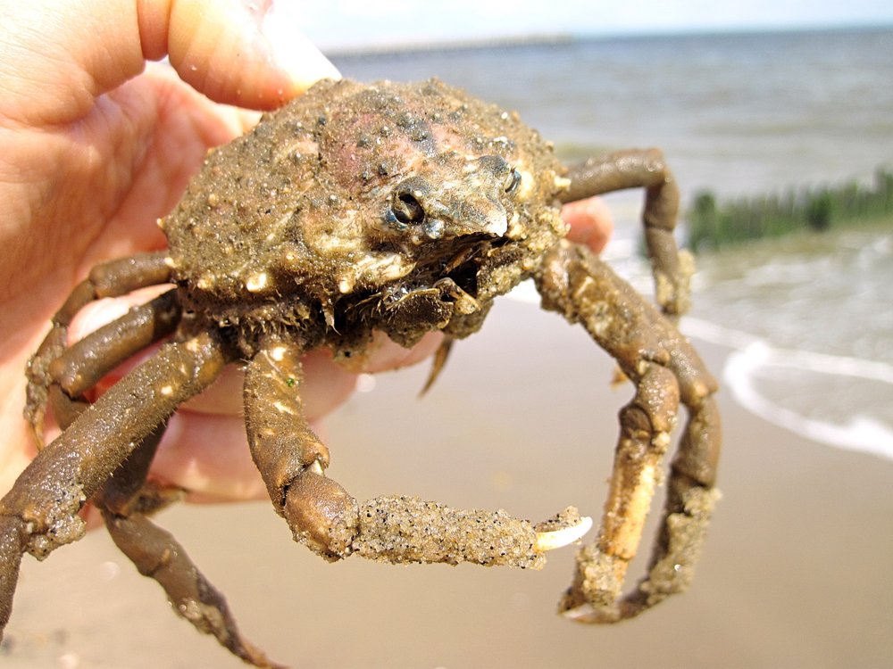 Common Spider Crab