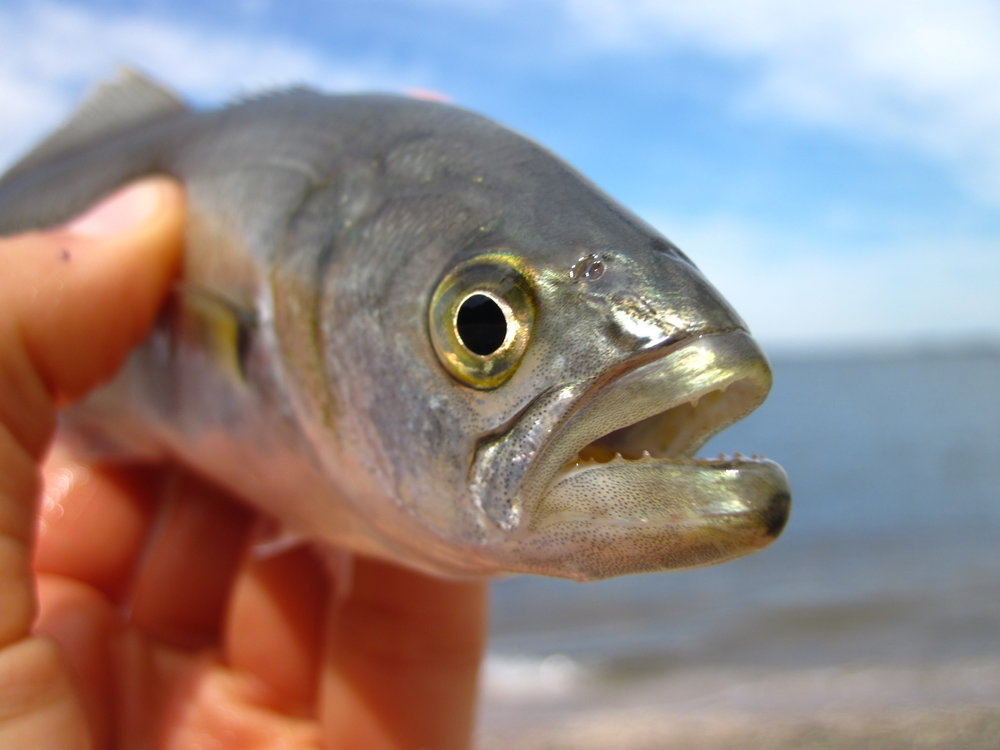 Bluefish