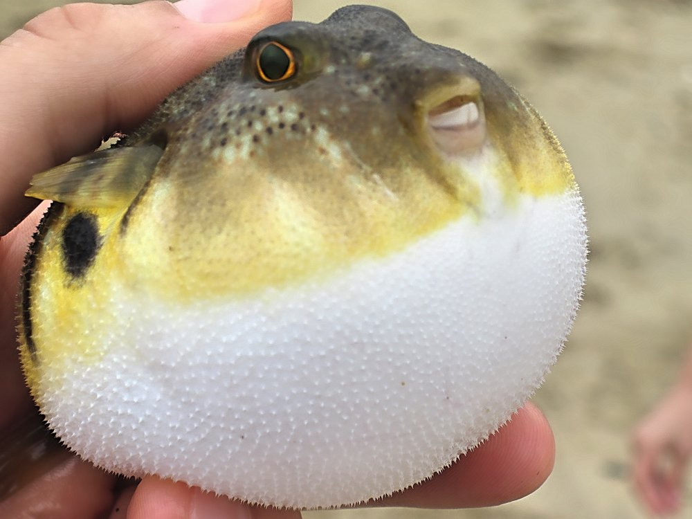 Northern Puffer or Blowfish