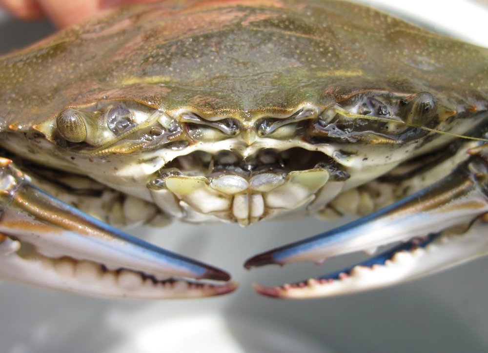 Blue Claw Crab