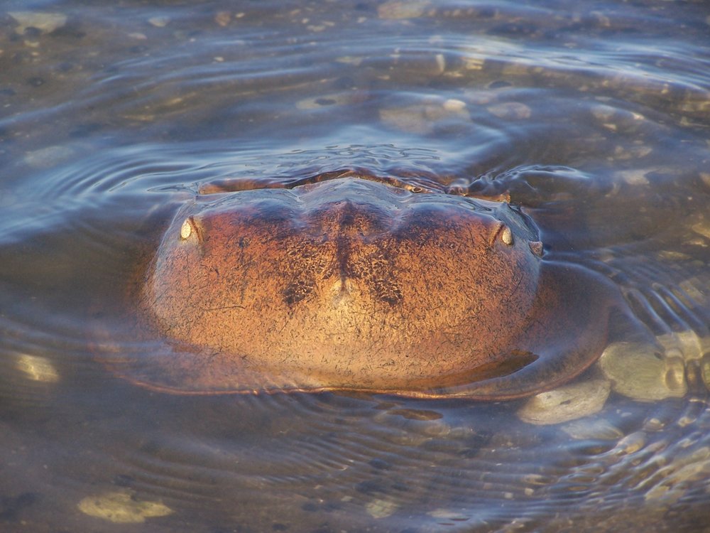 Atlantic Horseshoe Crab