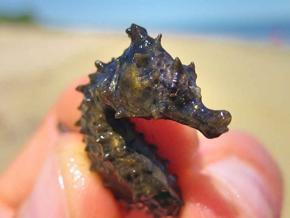 Northern lined seahorse