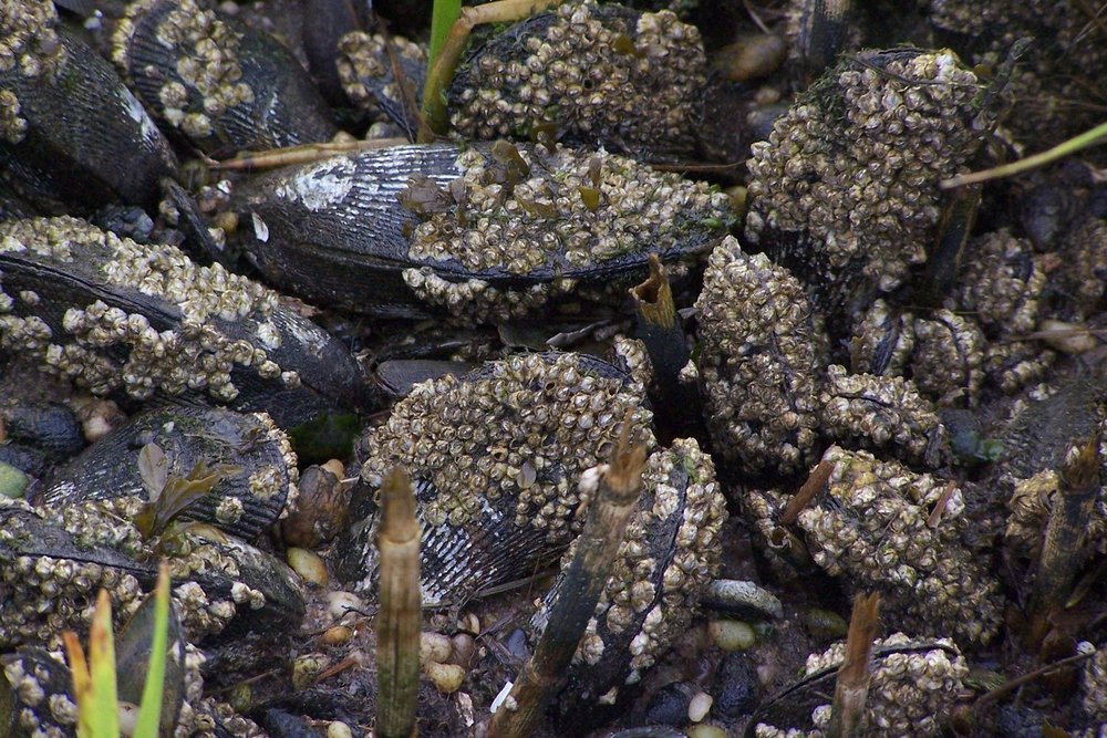 Atlantic Ribbed Mussel