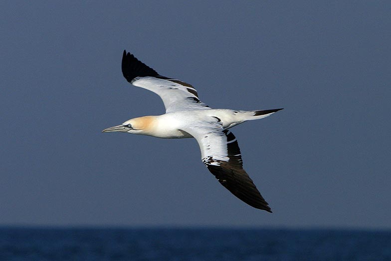 Northern gannet