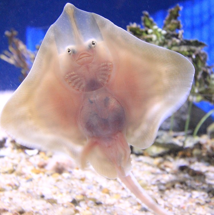 Clearnose skate