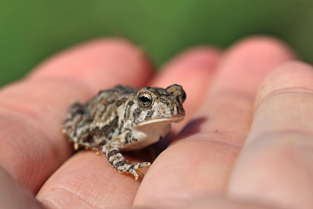 Fowler's toad (Copy)