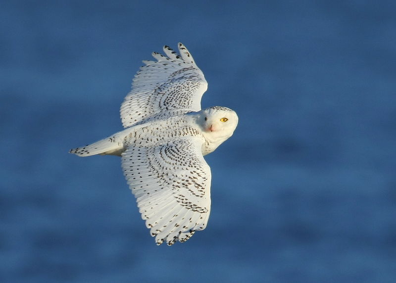 Snowy Owl