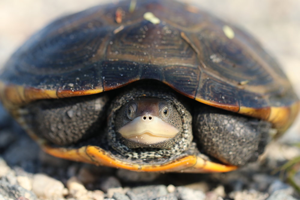 Diamondback Terrapin