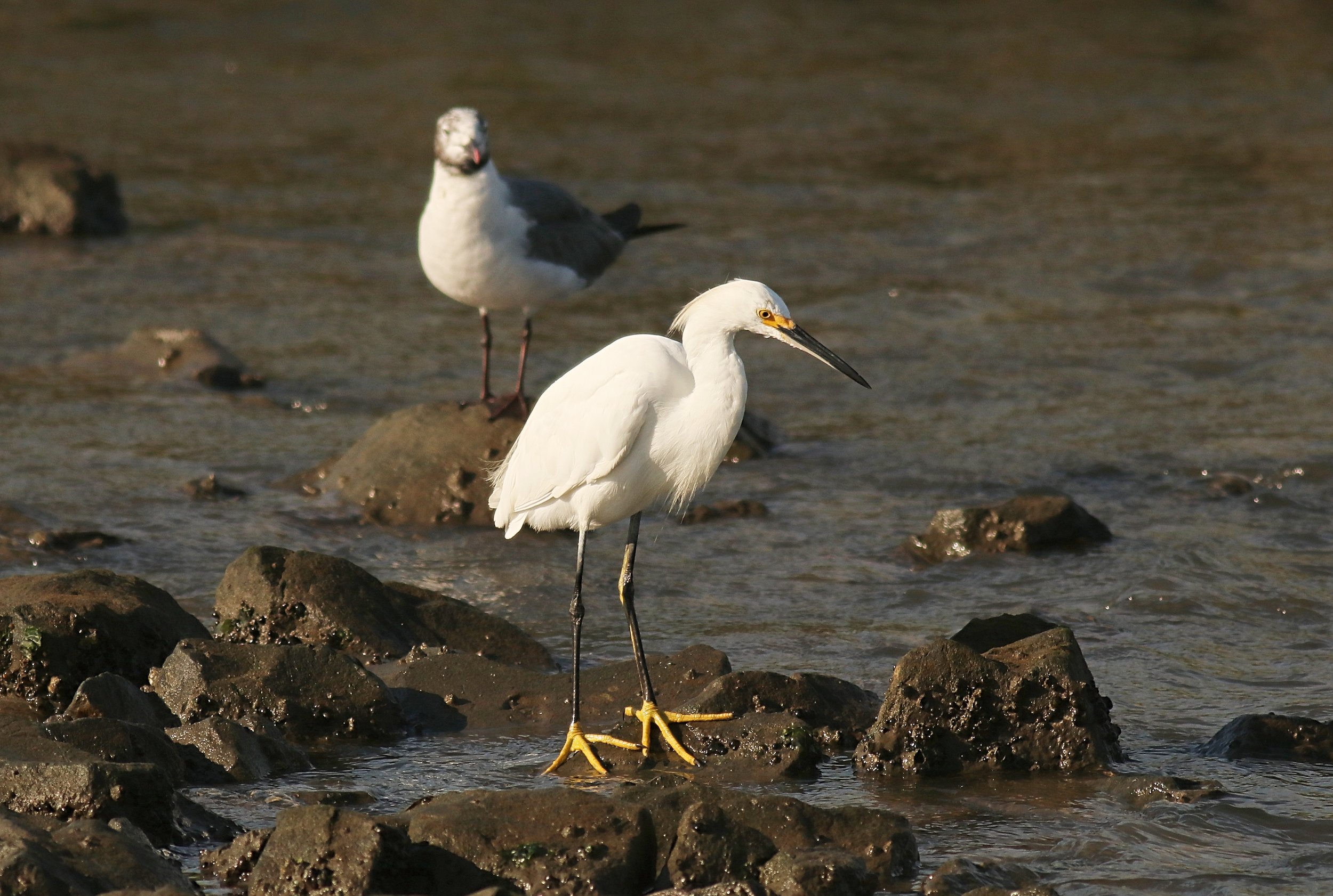 Snowy Egret