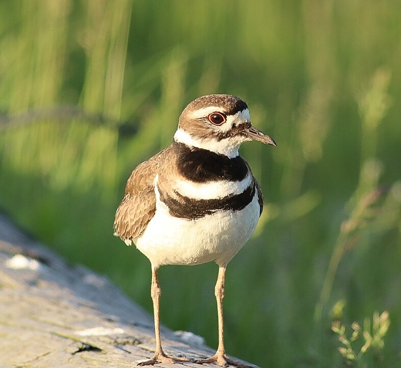 Killdeer