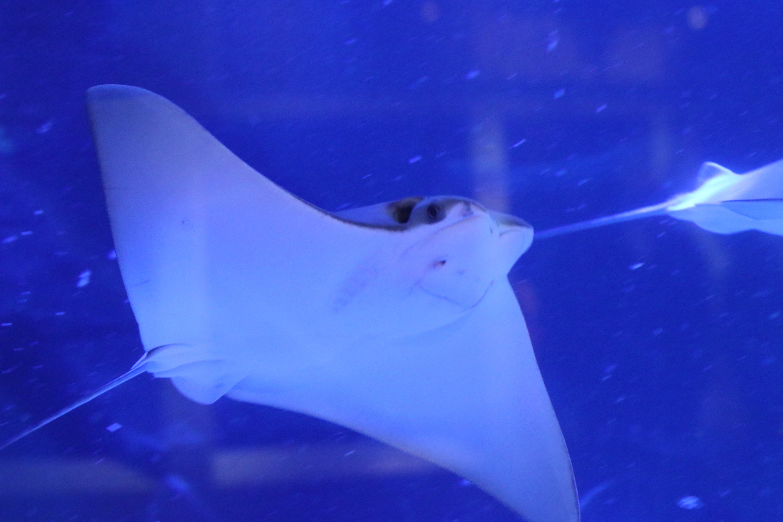 Cownose Ray