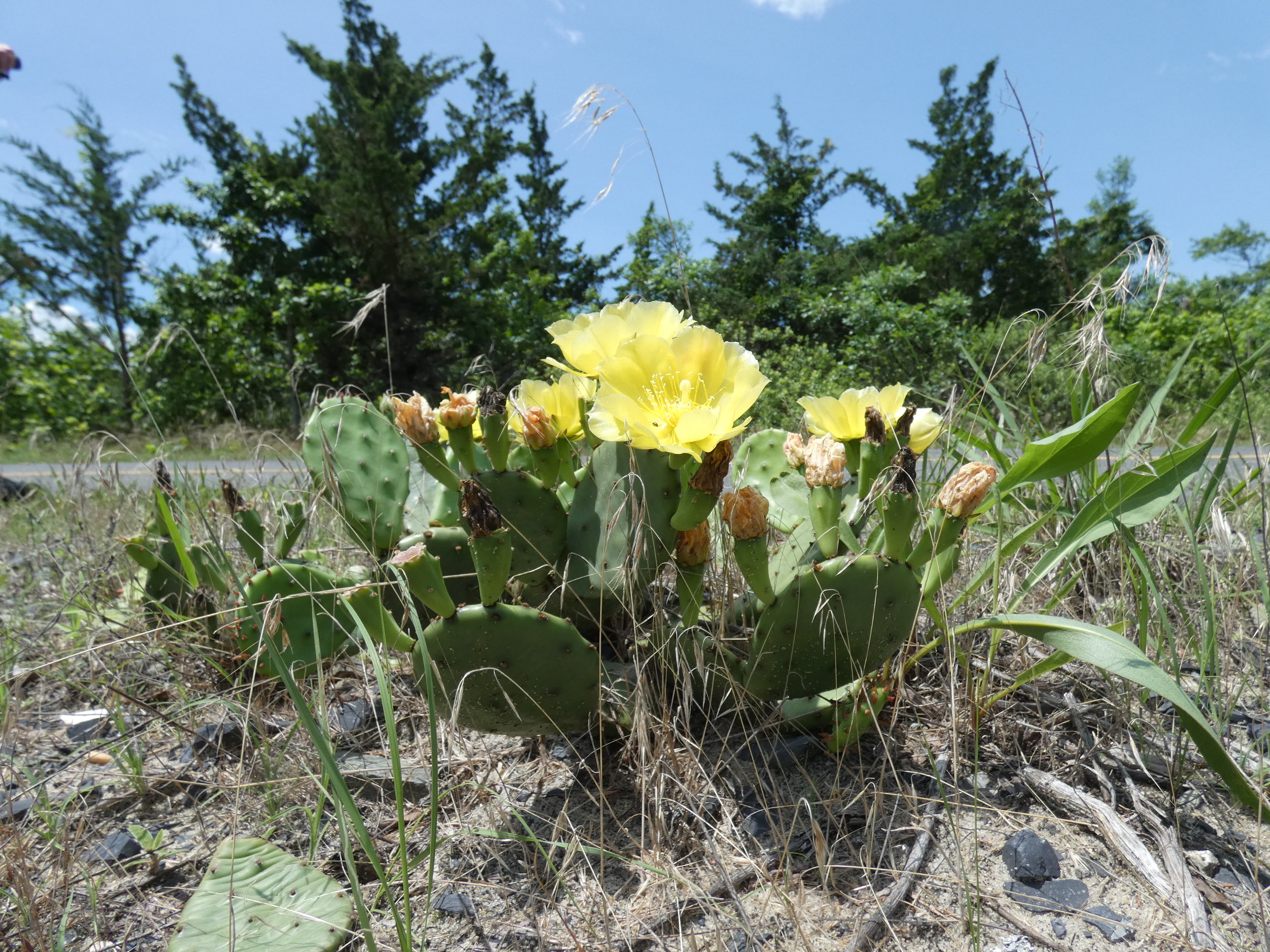 Prickly pear cactus