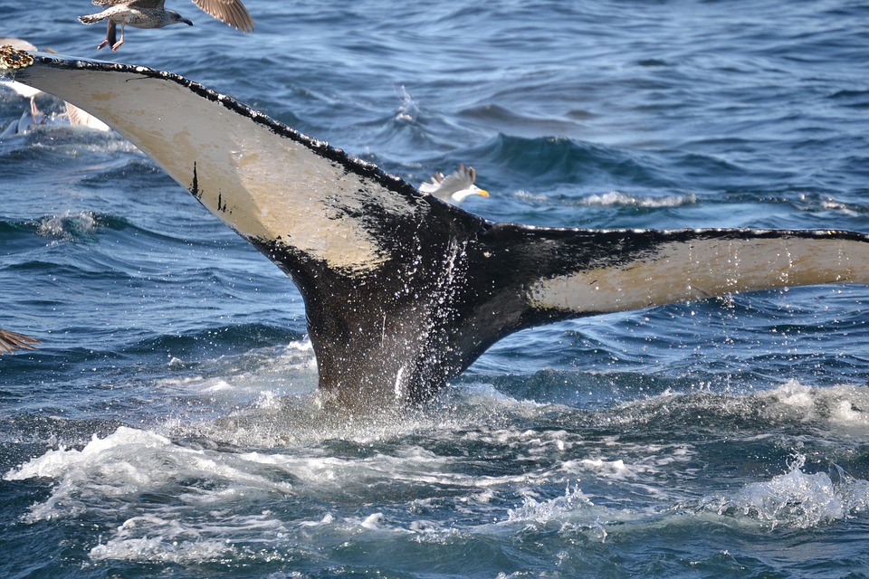 Humpback Whale