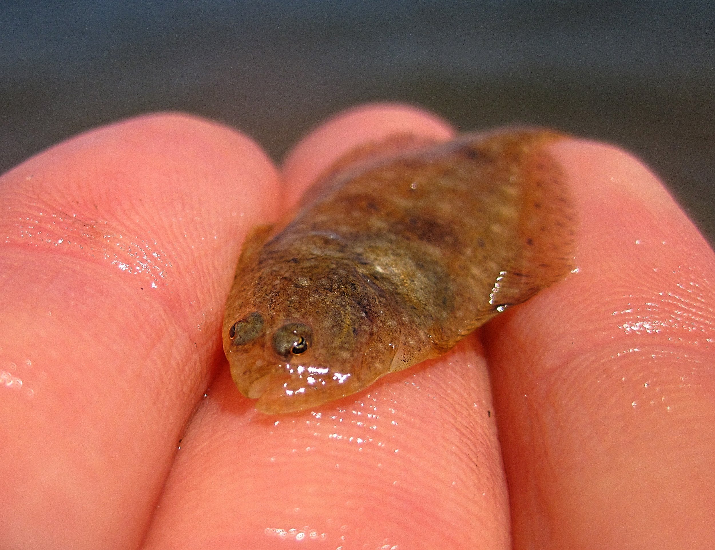 Winter Flounder (juvenile)