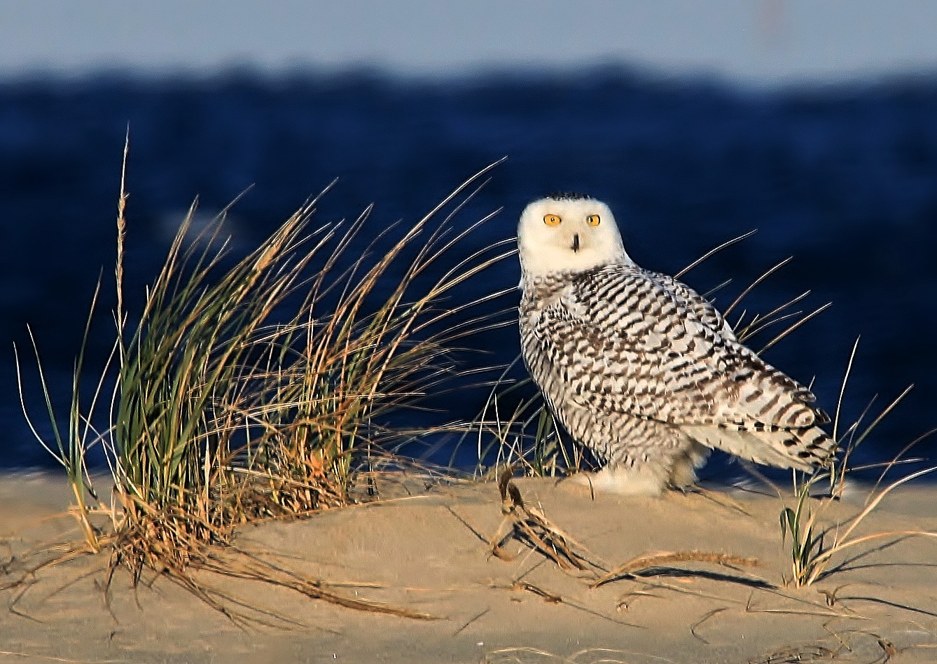 Snowy Owl