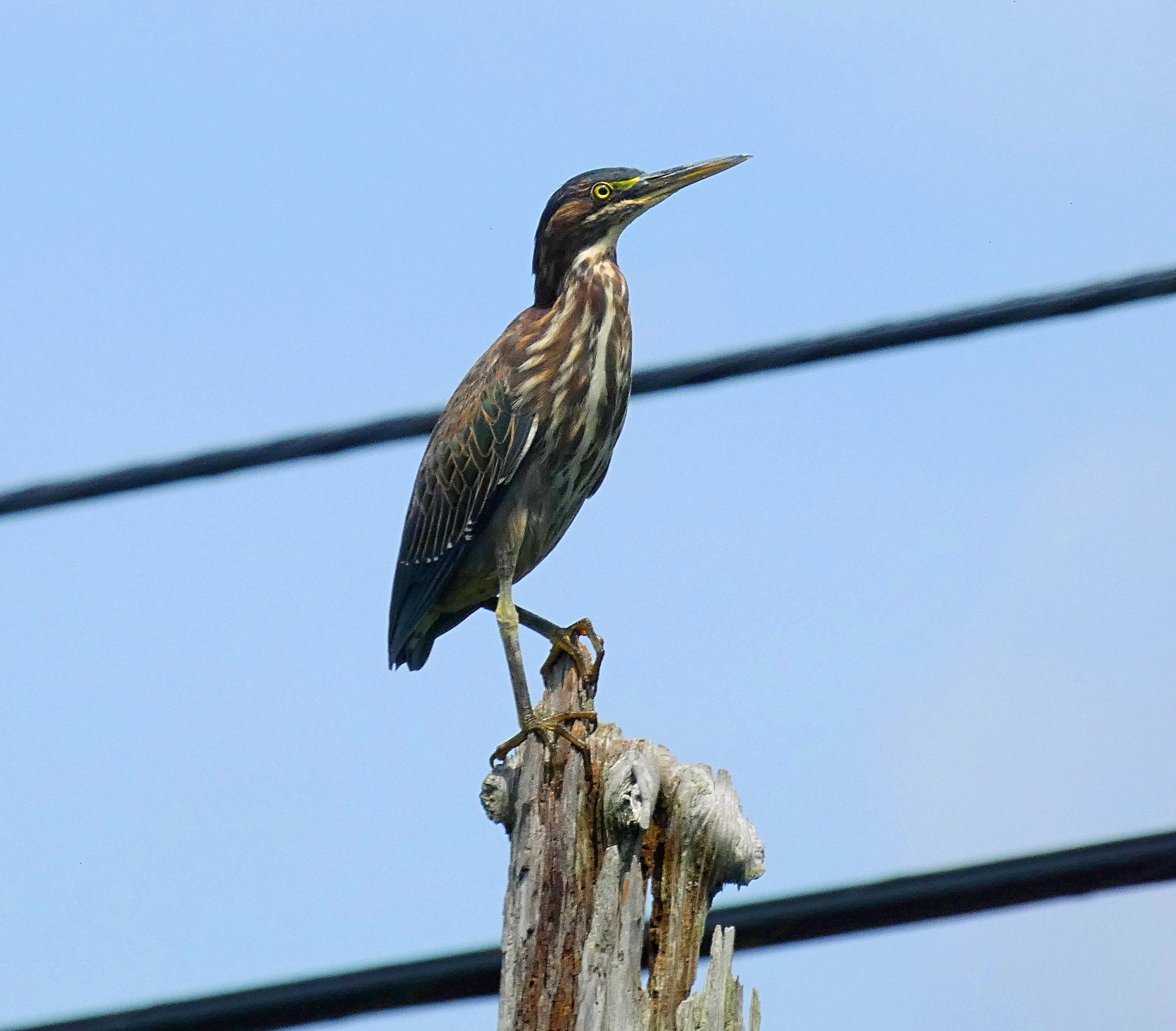 Green Heron