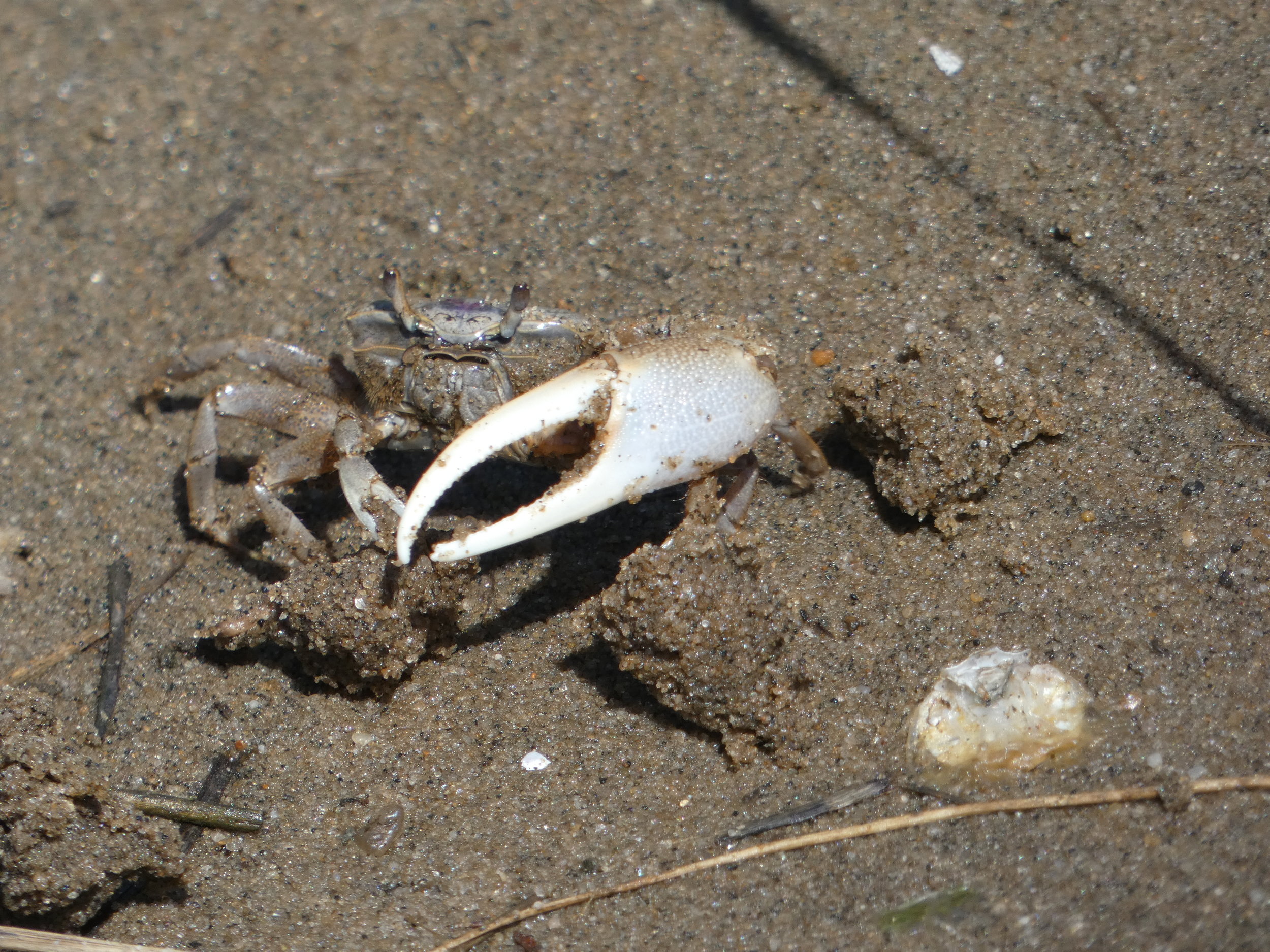 Fiddler Crab