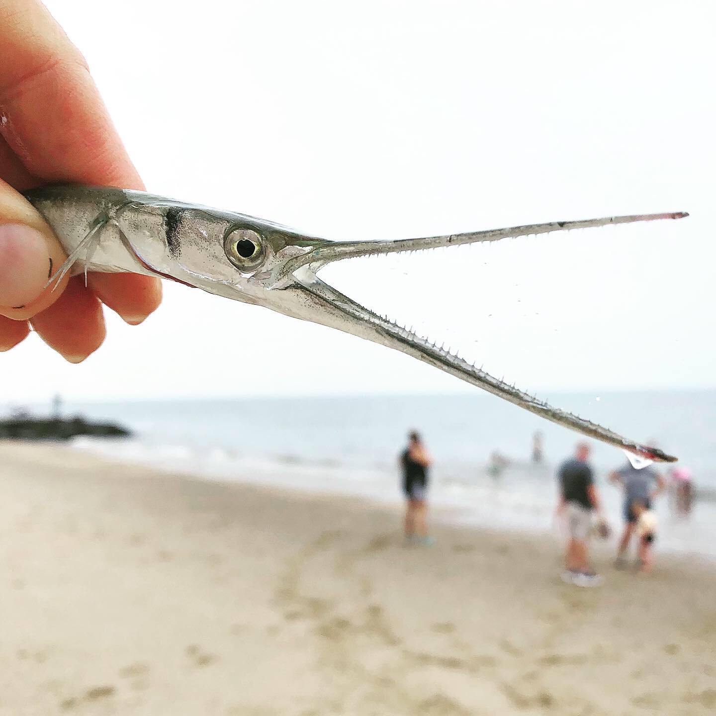 Atlantic Needlefish (Copy)
