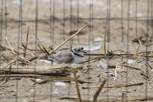 Wire cages are often put on top of of active piping plover nests by wildlife biologists to help protect birds and eggs from predators. The plovers are small enough so they can get in and out of a cage to forage.