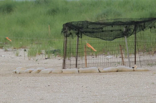Sand bags are put around this wire cage at Sandy Hook, NJ to protect the plover nest from tidal and storm flooding.