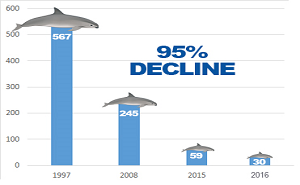 Vaquita decline February 2017 numbers in bars 300x185.png