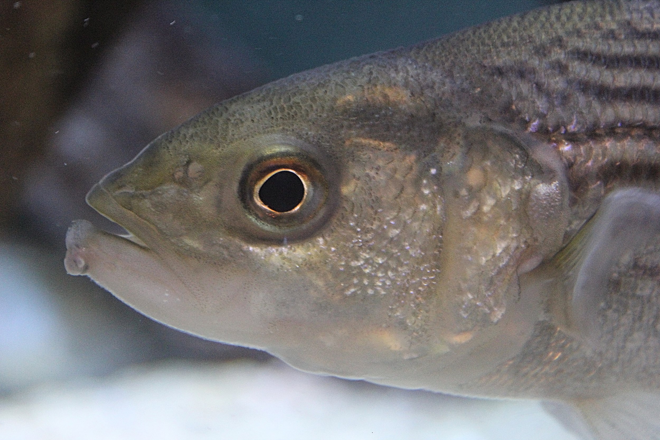 Striped Bass (Copy)