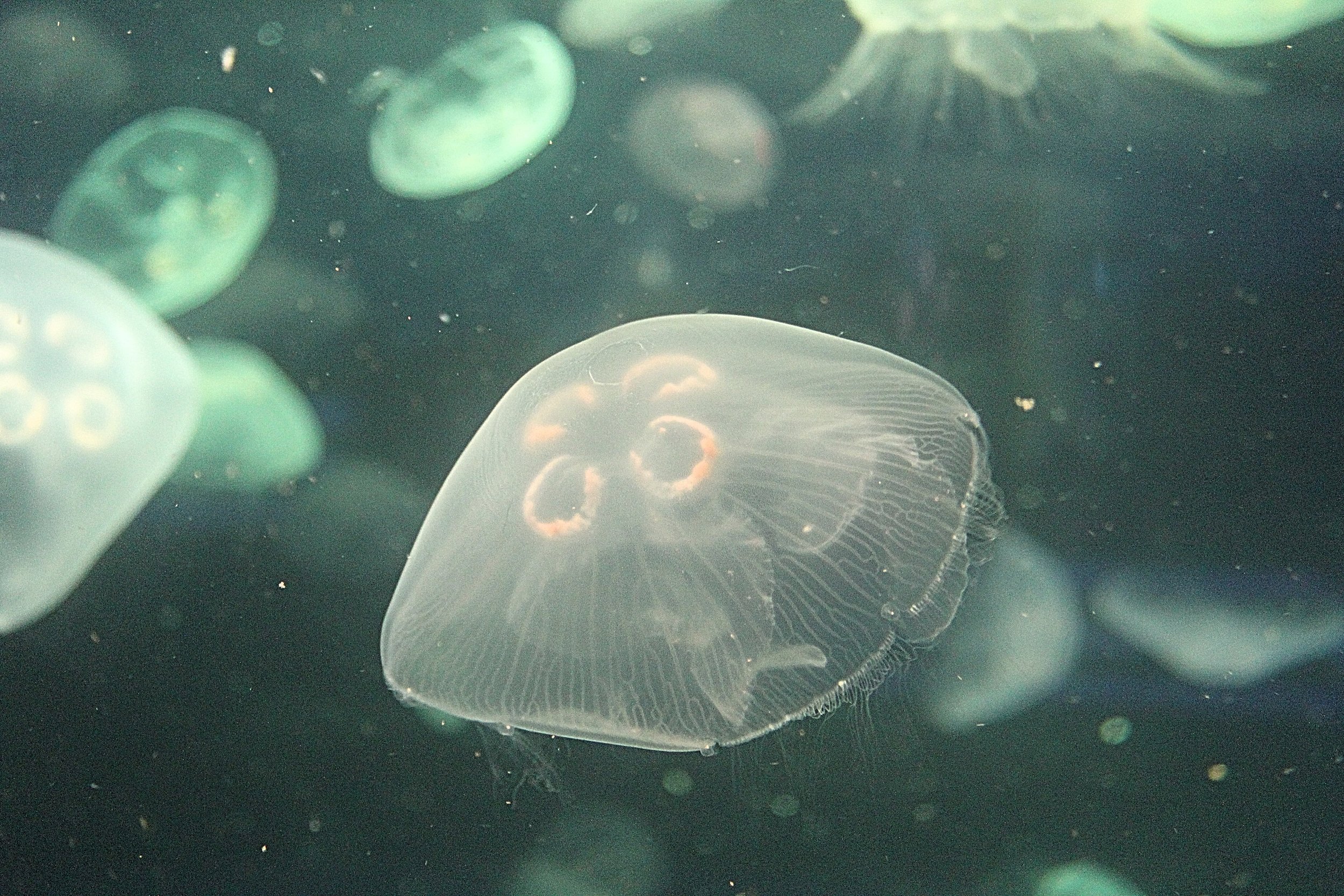 Moon Jelly