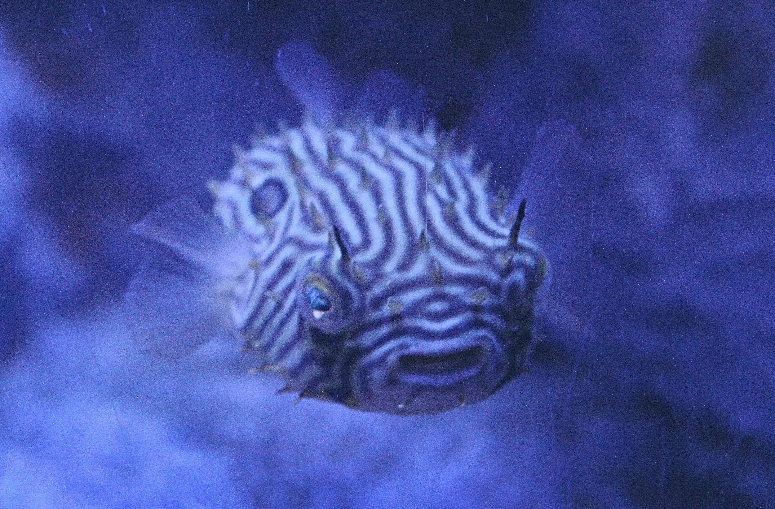 Burr Fish (Copy)