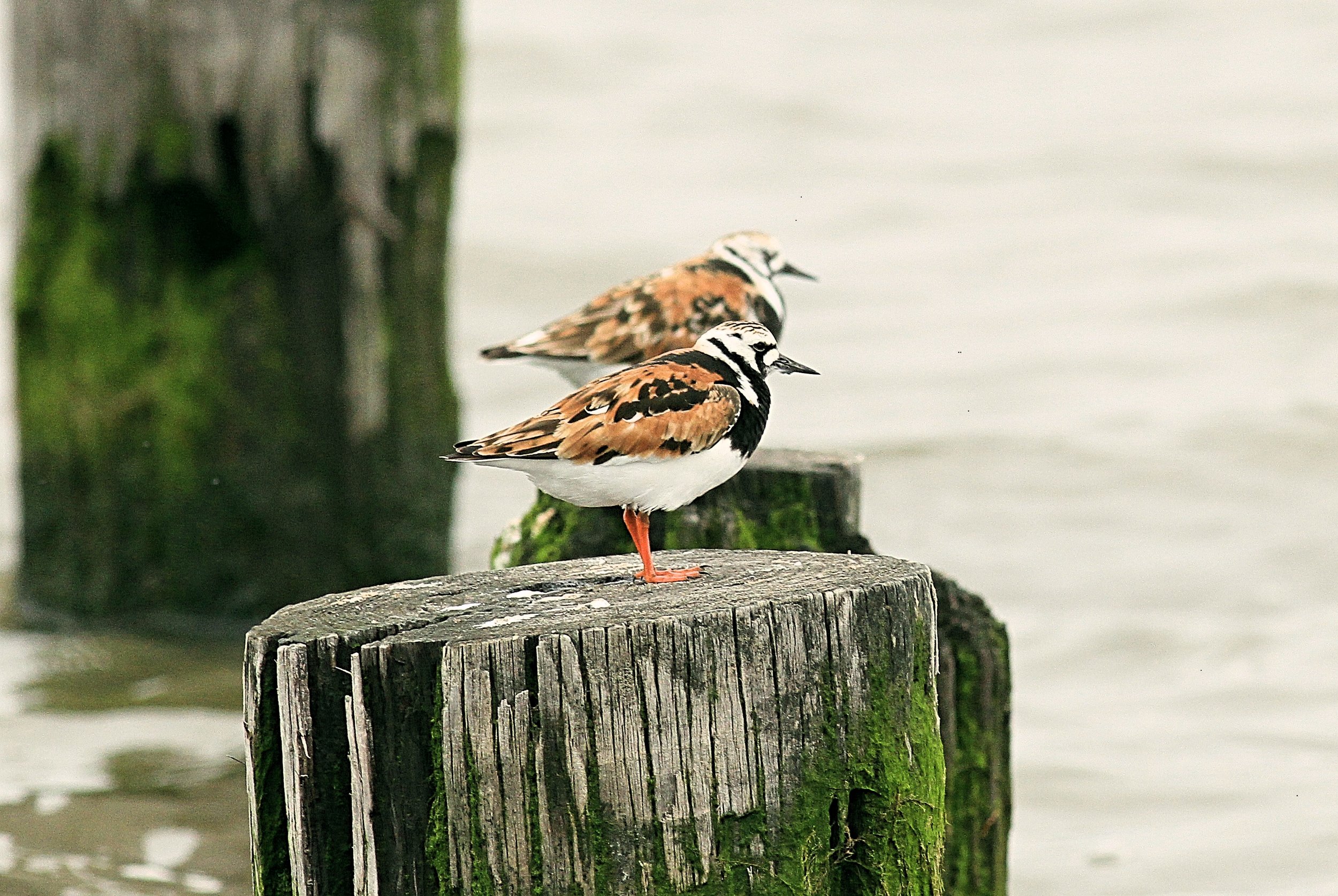 Ruddy Turnstone (Copy)