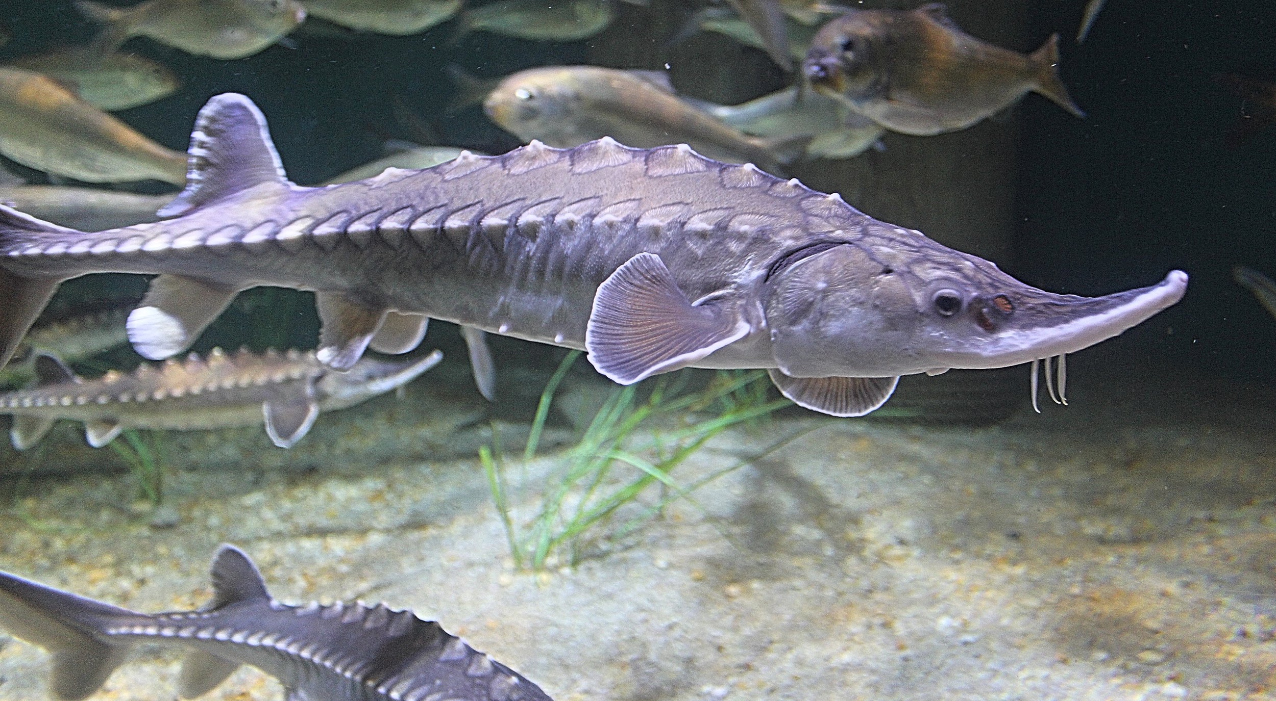 Atlantic sturgeon