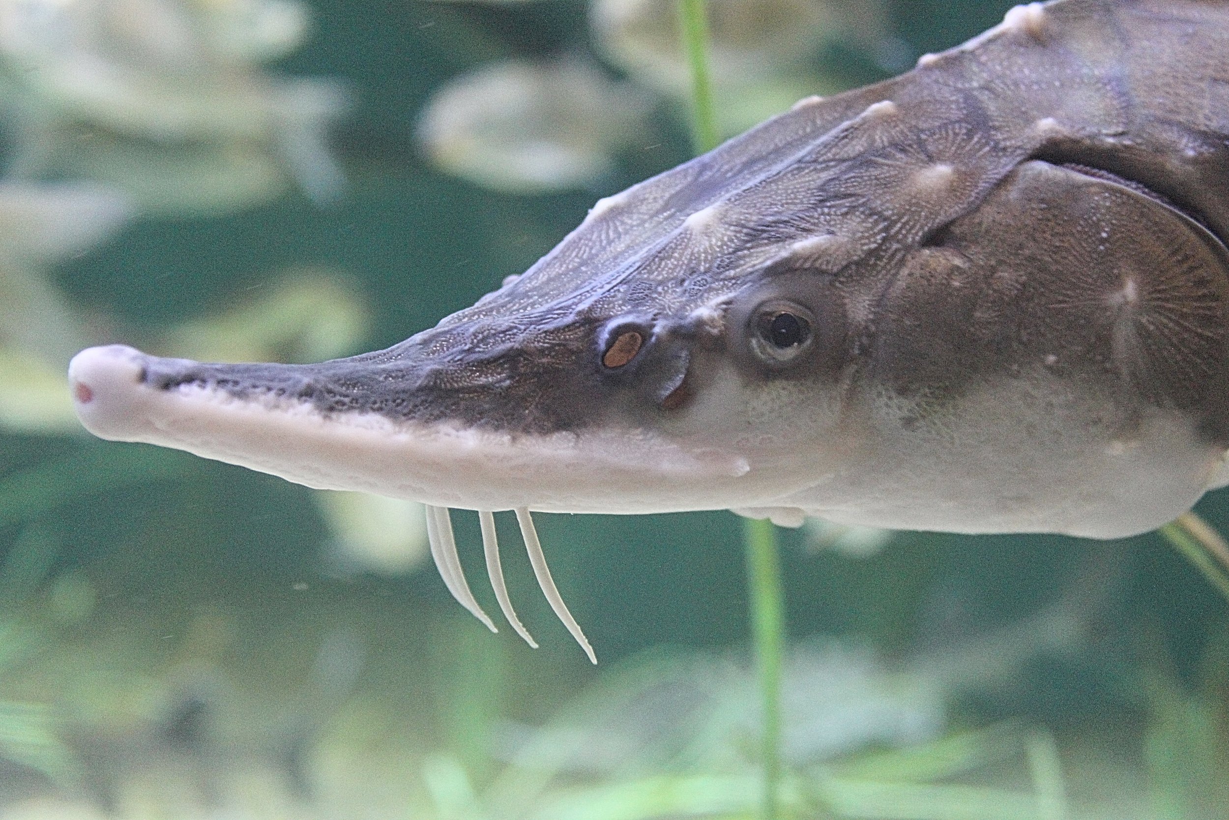 Atlantic sturgeon