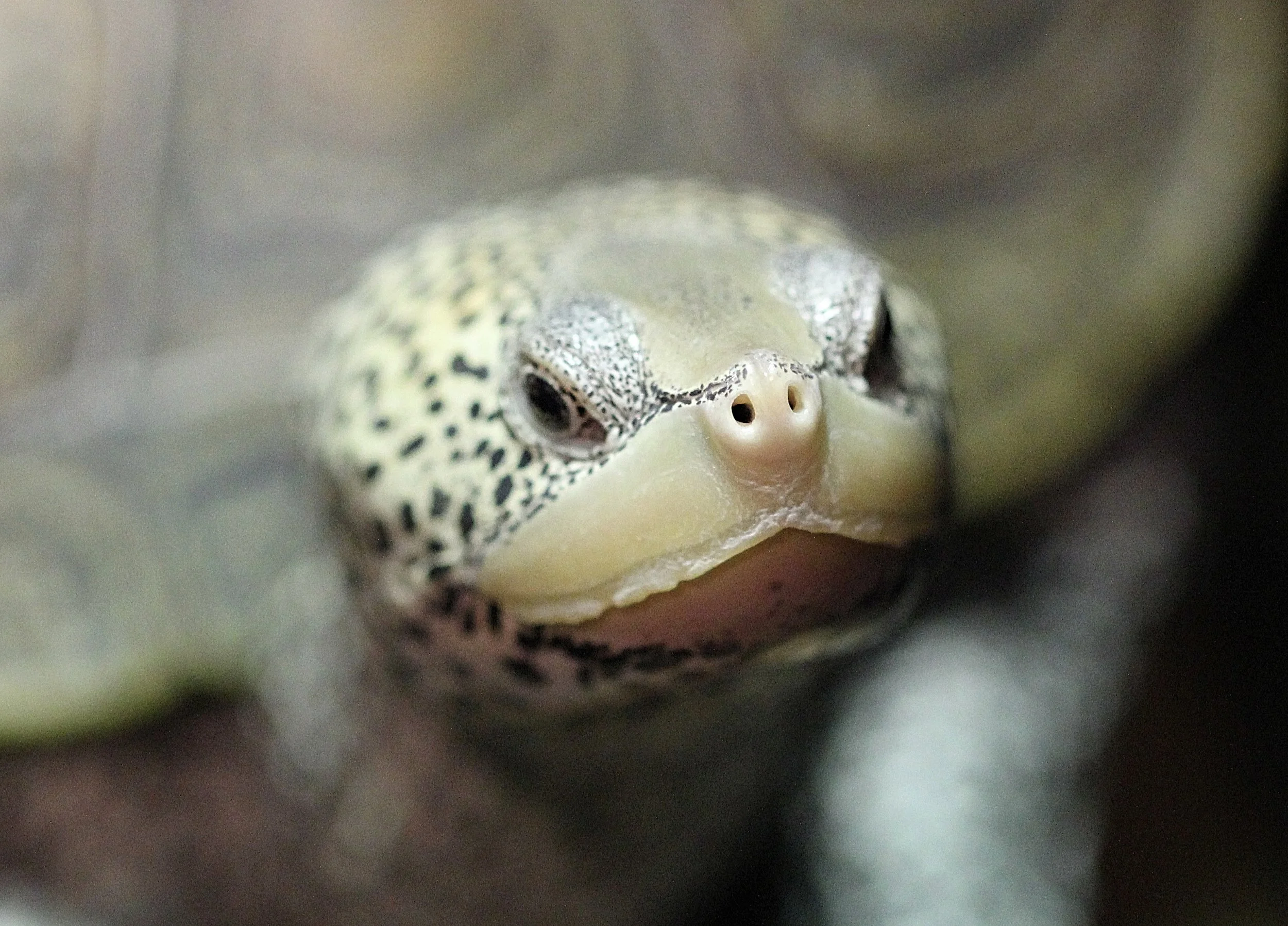 Diamondback terrapins have noses, not gills, and are air-breathing animals. They need to stick their heads out of the water to take a breath of air.