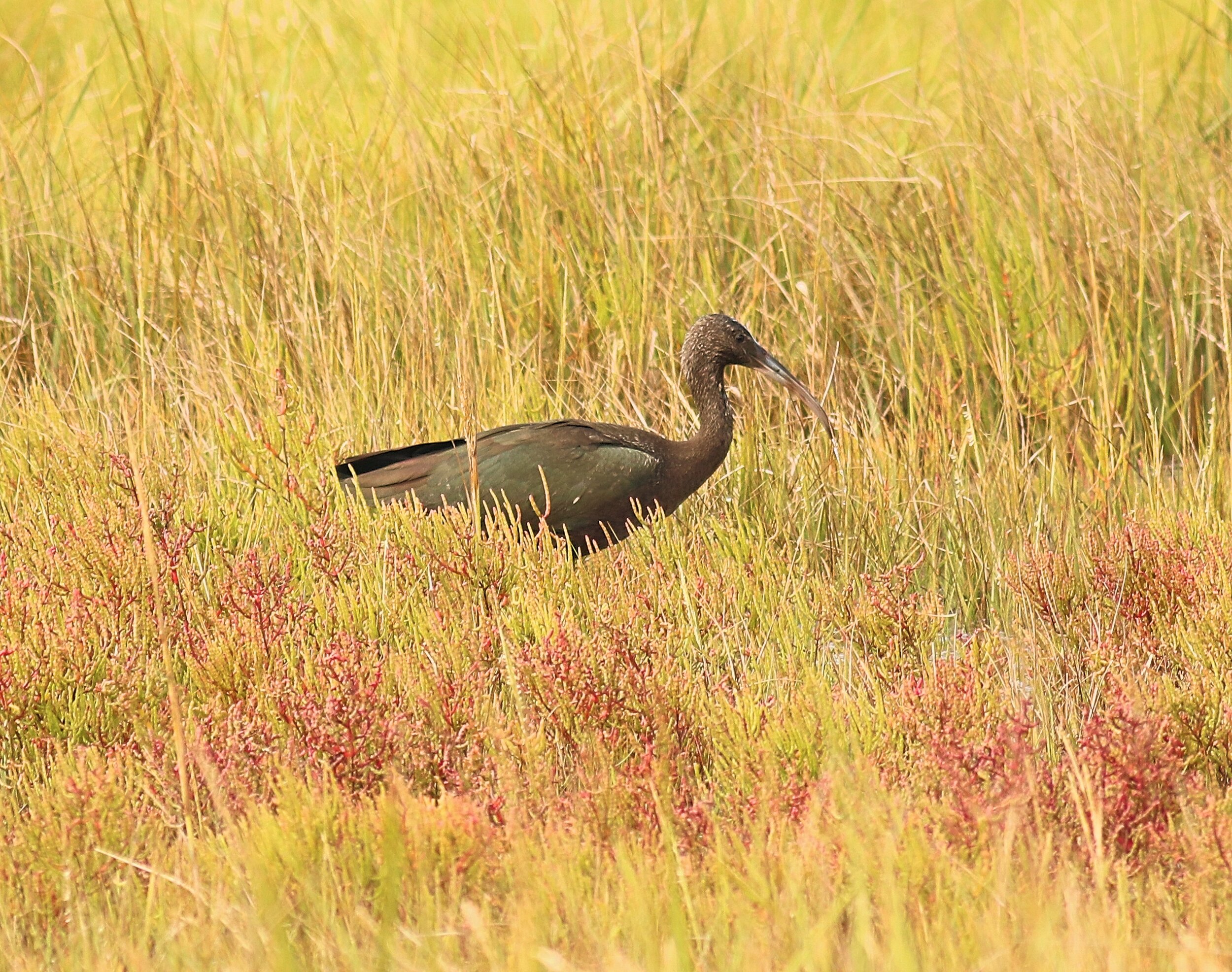 Glossy ibis (Copy)
