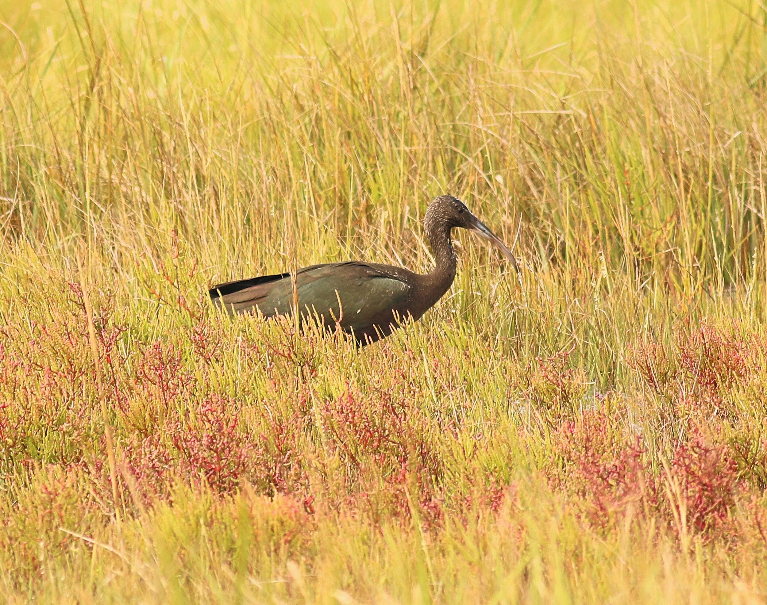 Glossy ibis