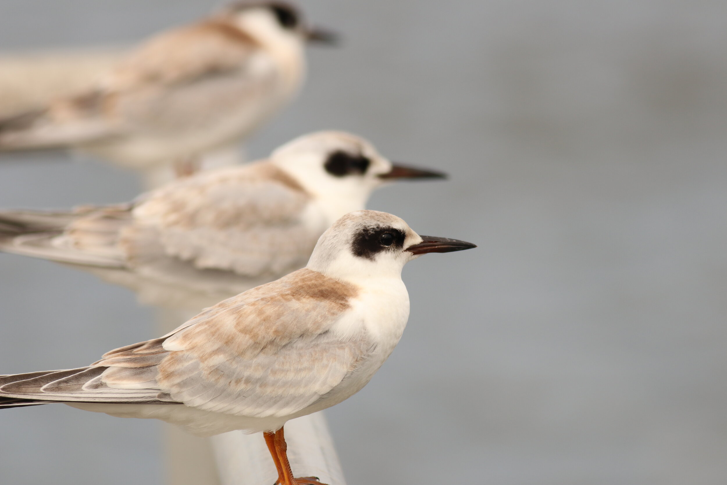 Forster's tern