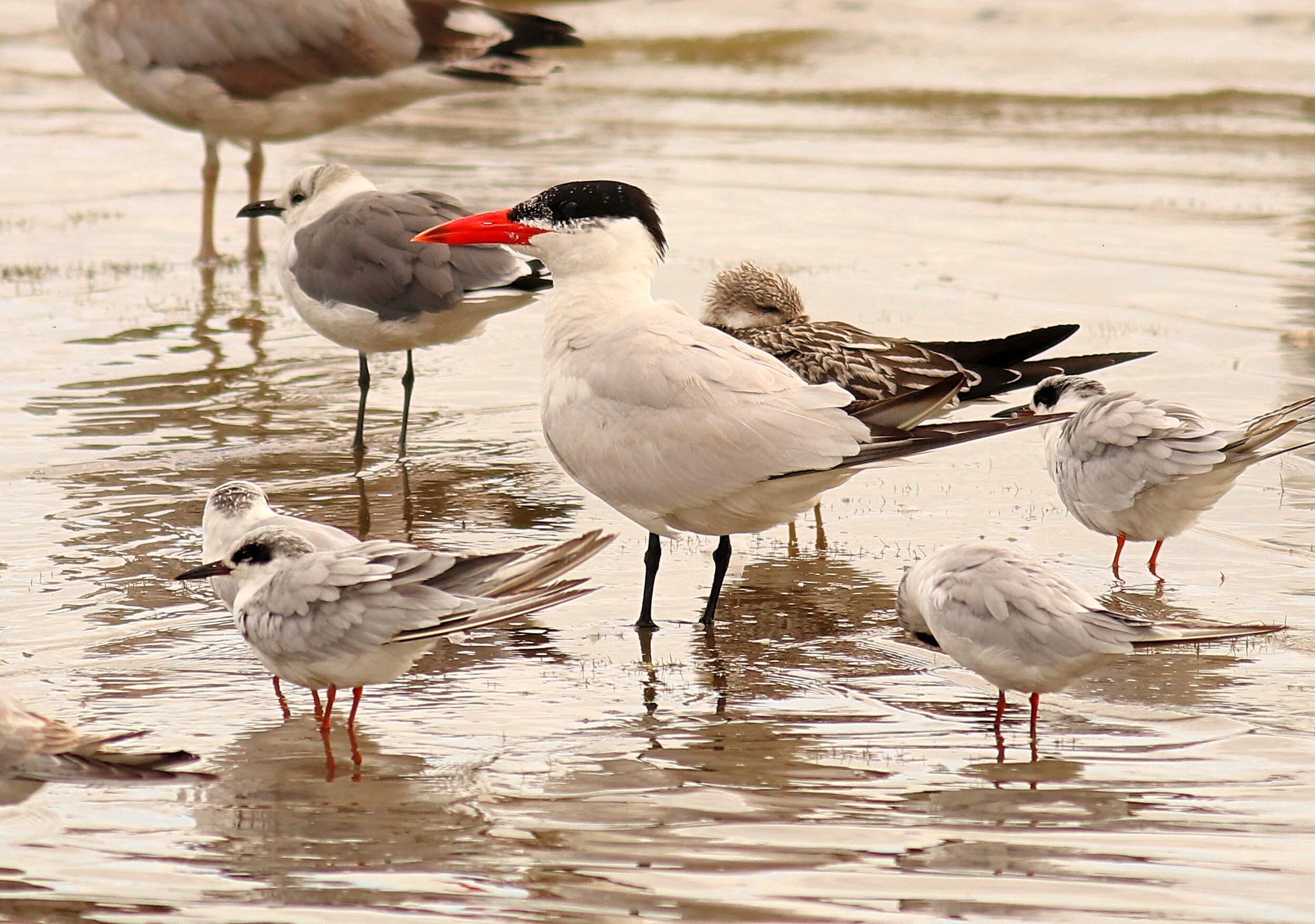 Caspian tern