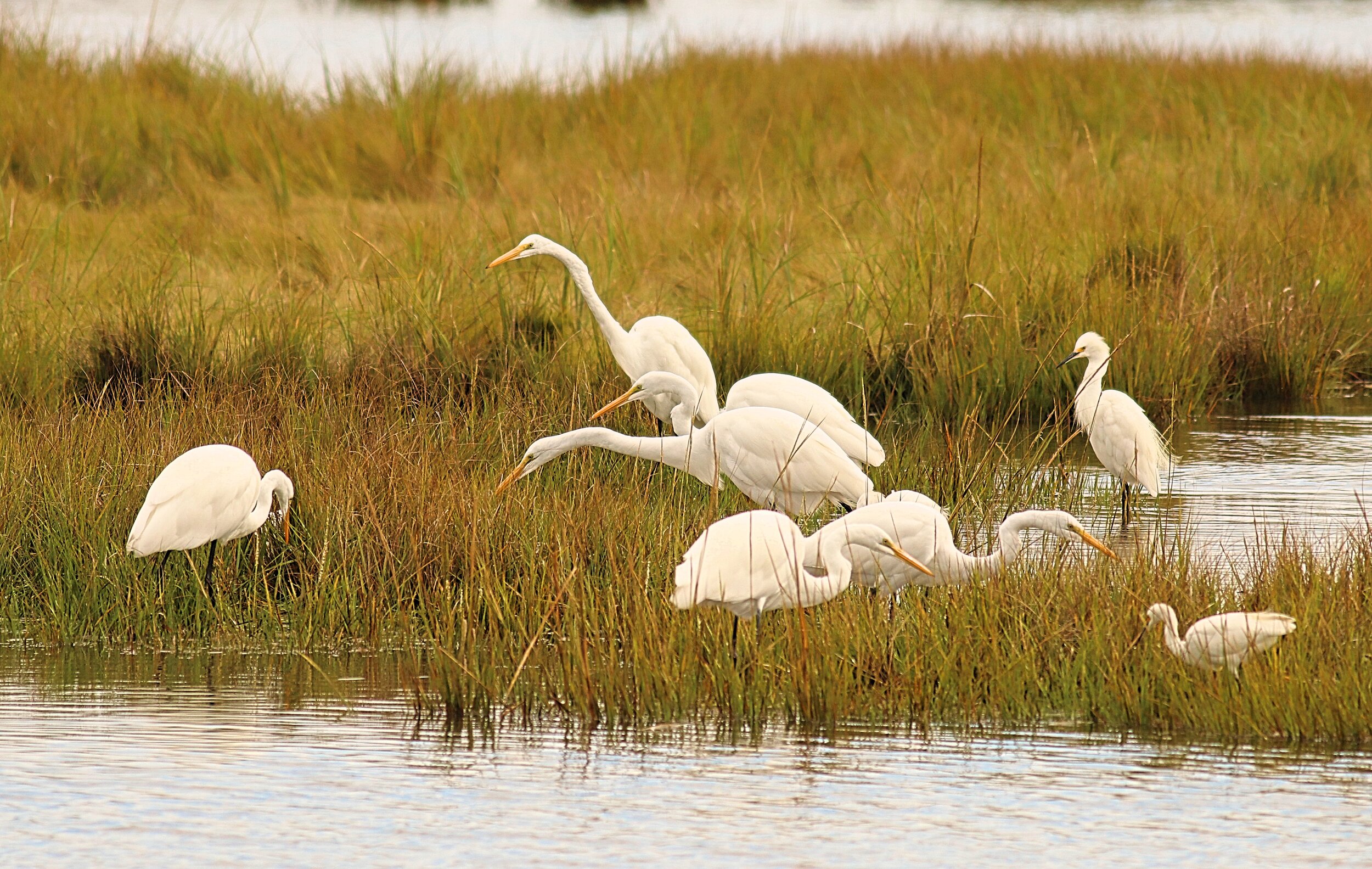 Great Egrets and Snowy Egret